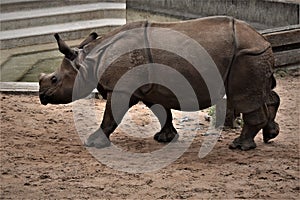 Rhinoceros unicornis in Wilhelma Zoo - Stuttgart, Germany