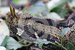 Rhinoceros Viper