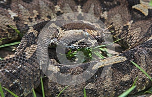 Rhinoceros viper (Bitis nasicornis) portrait