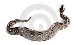 Rhinoceros viper, river jack