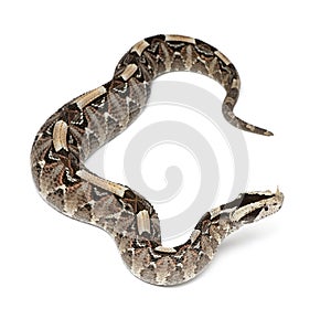 Rhinoceros viper, river jack