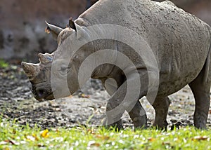 Rhinoceros walking