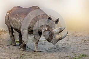 A rhinoceros walking through the desert