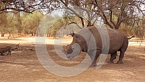 A rhinoceros walking in an enclosure. Dehorned White Rhino Grazing In The Bush. Safari tour. Reserve De Bandia. Senegal