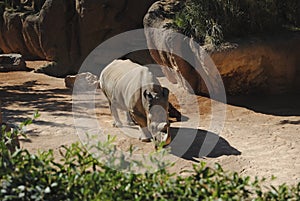 Rhinoceros walking on the sand