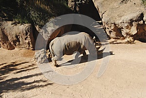 Rhinoceros walking on the sand