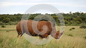 A rhinoceros walks in a green grass field.