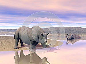 Rhinoceros and water