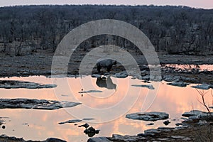 Rhinoceros at the waterhole at sunset - Namibia Africa