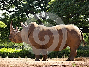 Rhinoceros White