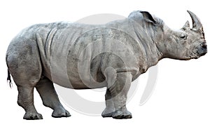 Rhinoceros on white background