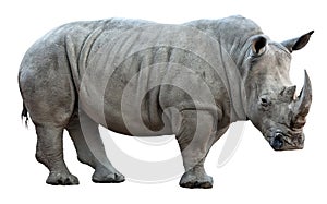 Rhinoceros on white background