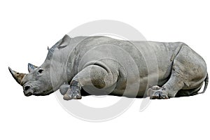 Rhinoceros on white background.