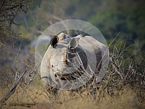 Rhinoceros, white rhino, Kruger National Park, South Africa