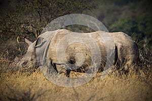 Rhinoceros, white rhino, Kruger National Park, South Africa