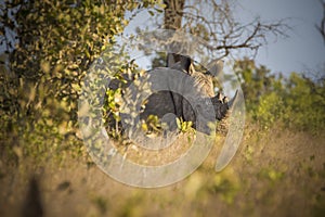 Rhinoceros, white rhino, Kruger National Park, South Africa