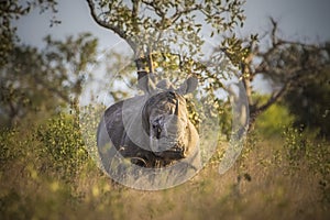 Rhinoceros, white rhino, Kruger National Park, South Africa