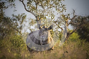 Rhinoceros, white rhino, Kruger National Park, South Africa