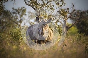 Rhinoceros, white rhino, Kruger National Park, South Africa