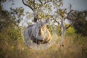 Rhinoceros, white rhino, Kruger National Park, South Africa