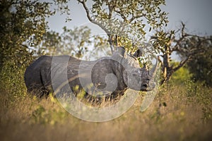 Rhinoceros, white rhino, Kruger National Park, South Africa