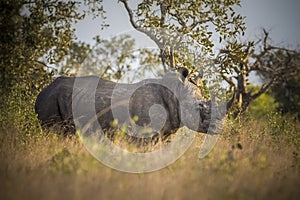 Rhinoceros, white rhino, Kruger National Park, South Africa