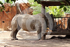 Rhinoceros (Rhinocerotidae) eating grass on  a sunny day photo