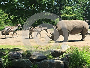 Rhinoceros and zebras friend at the zoo