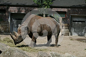 Rhinoceros at the zoo photo