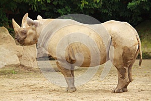 Rhinoceros in the zoo in Dvur Kralove.