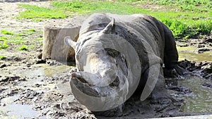 Rhinoceros in zoological garden