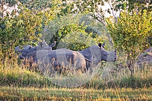 Rhinoceroses, South Africa