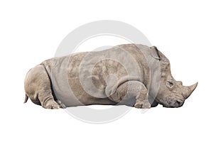 Rhinocerotidae big animal mammal sleeping relax isolated on whit photo