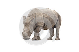 Rhinocerotidae big animal mammal standing isolated on white back photo