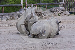 Rhinocerotidae - Rhinoceros resting in the paddock