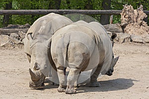 Rhinocerotidae - Rhinoceros resting in the paddock