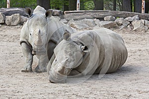 Rhinocerotidae - Rhinoceros resting in the paddock