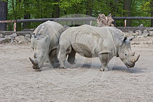 Rhinocerotidae - Rhinoceros resting in the paddock photo