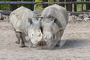 Rhinocerotidae - Rhinoceros resting in the paddock photo