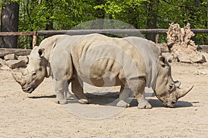 Rhinocerotidae - Rhinoceros resting photo