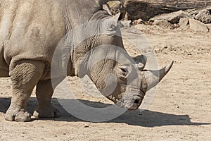 Rhinocerotidae - Rhinoceros resting in the paddock photo