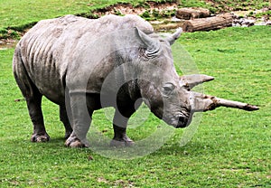 Rhinocerous