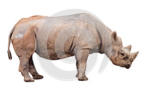 Rhinocerous Isolated