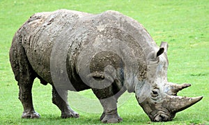 Rhinocerous 4