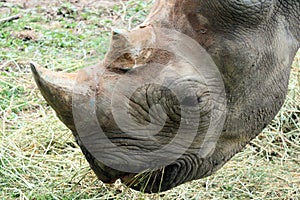 Rhinocerous 8