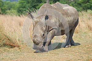 Rhinocerous approaching