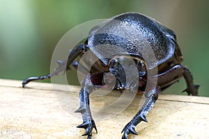 Rhinocerous Beetle