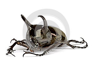 Rhinocerous Beetle