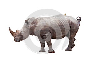 Rhinocerous With Bird on Back Isolated