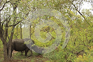 Rhinocerous buffalo in Kruger national park, South Africa